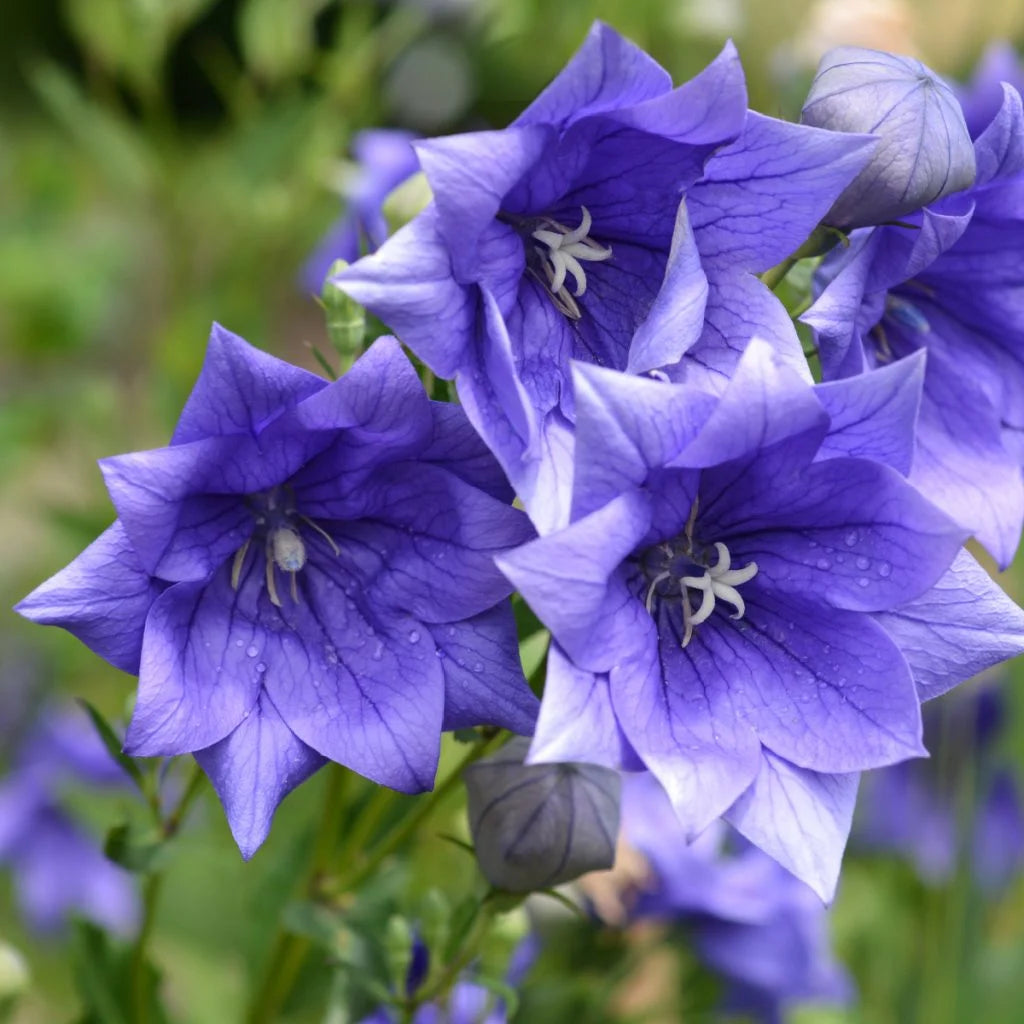 Balloon Flower seeds for Planting Drought Tolerant Heirloom & GMO Free Seeds for Home Garden 
 
 Sale