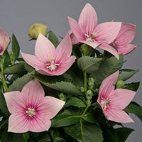 Pink Balloon Flower seeds for Planting - Drought Tolerant, Heirloom & GMO Free Seeds for Home Garden