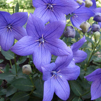 Balloon Flower seeds for Planting Drought Tolerant Heirloom & GMO Free Seeds for Home Garden 
 
 Sale