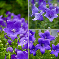Balloon Goluboy Flower seeds for Planting Premium Quality Heirloom & GMO Free Seeds for Home Garden