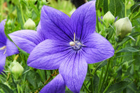 Balloon Flower seeds for Planting Easy to Grow Heirloom & GMO Free Seeds for Home Garden