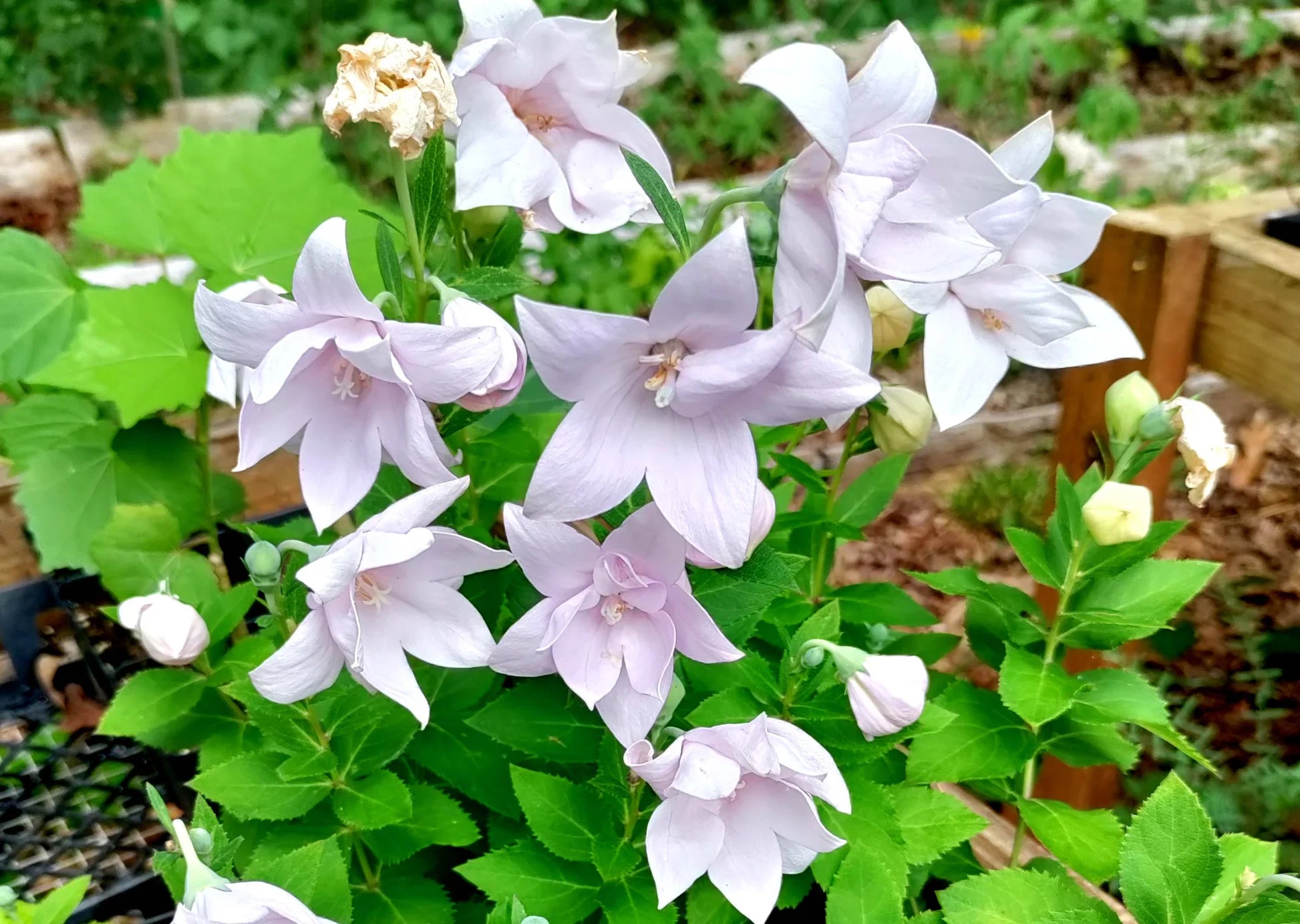Pink Balloon Flower seeds for Planting - Drought Tolerant, Heirloom & GMO Free Seeds for Home Garden