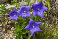 Balloon Flower seeds for Planting Drought Tolerant Heirloom & GMO Free Seeds for Home Garden 
 
 Sale