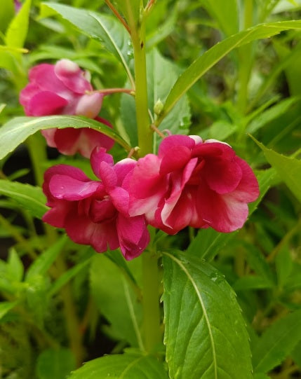 Pink Balsam Flower Seeds for Planting