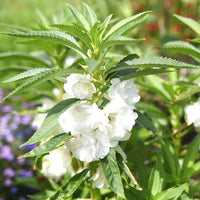 Balsam Flower Seeds