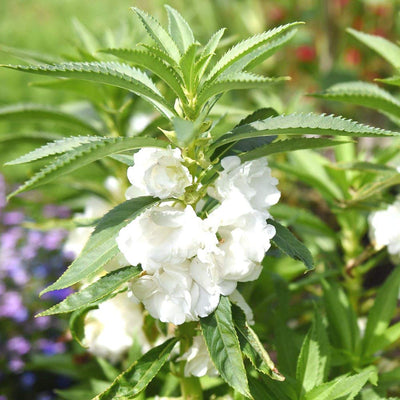 100 Pcs