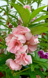 Pink Balsam Camellia Flower seeds for Planting Fragrant Blossoms Heirloom & GMO Free Seeds for Home Garden 
 
 Sale