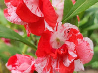 White Red Balsam Camellia Flower Seeds Seasonal Bloomer Heirloom & GMO Free Seeds for Home Garden
 
 Sale