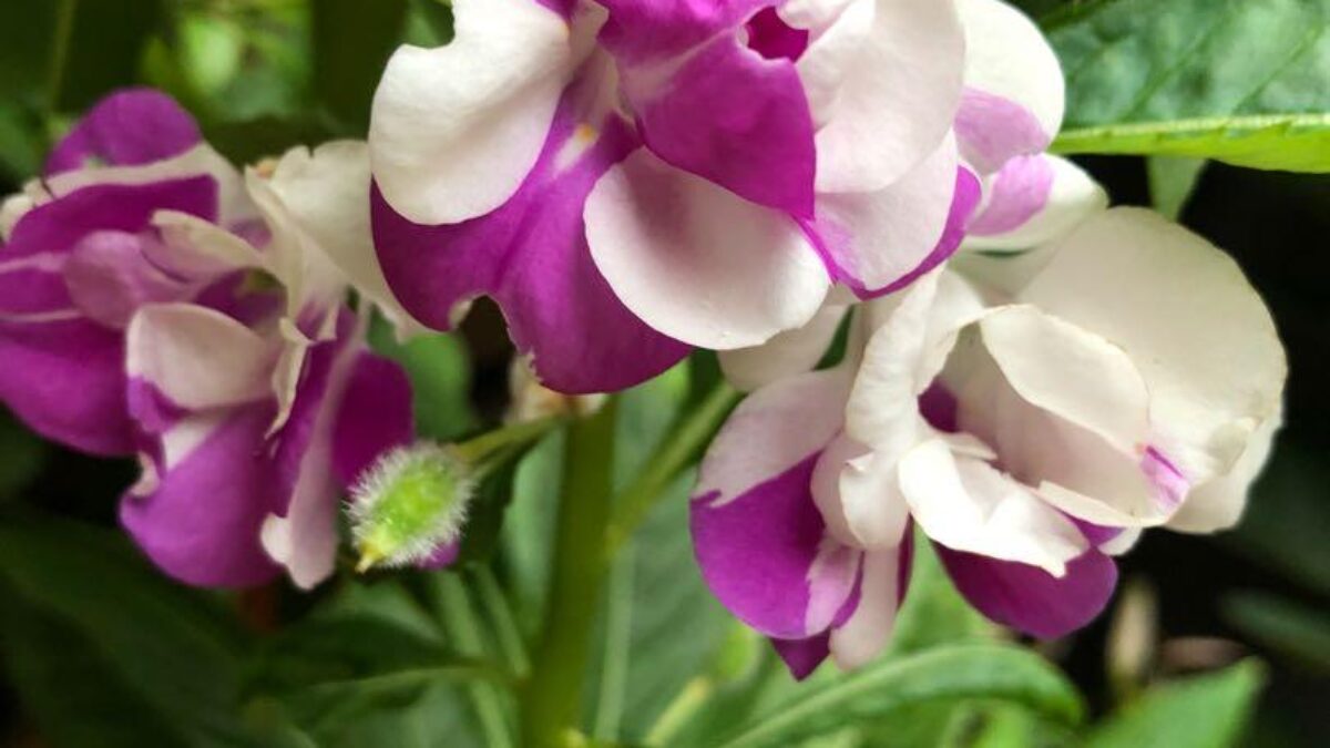 White Violet Balsam Flower Seeds for Planting – Fragrant Blossoms Heirloom & NonGMO Seeds for Home Garden
 
 Sale