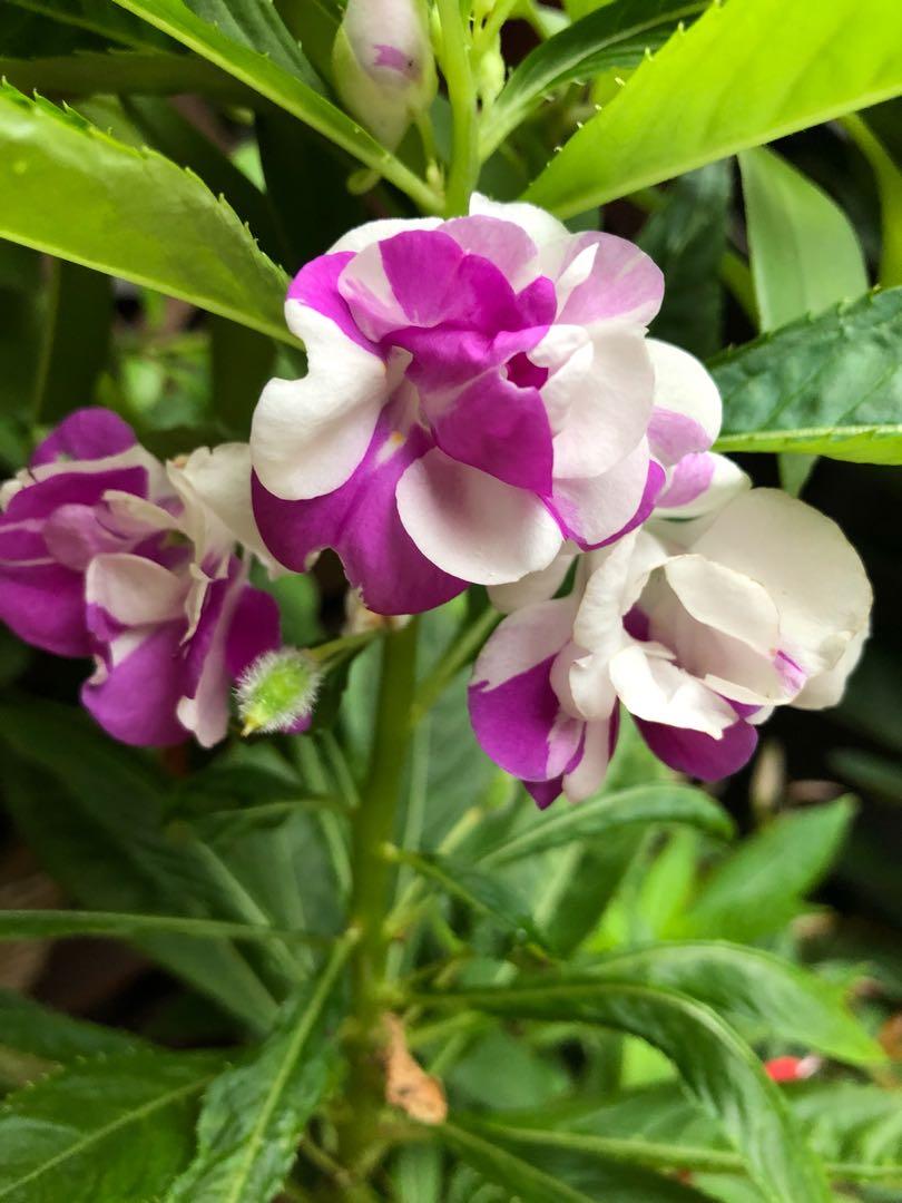 White Violet Balsam Flower Seeds for Planting – Fragrant Blossoms Heirloom & NonGMO Seeds for Home Garden
 
 Sale