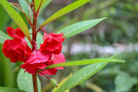 Balsam Flower seeds for Planting - Bright Blooms, Heirloom & GMO Free Seeds for Home Garden