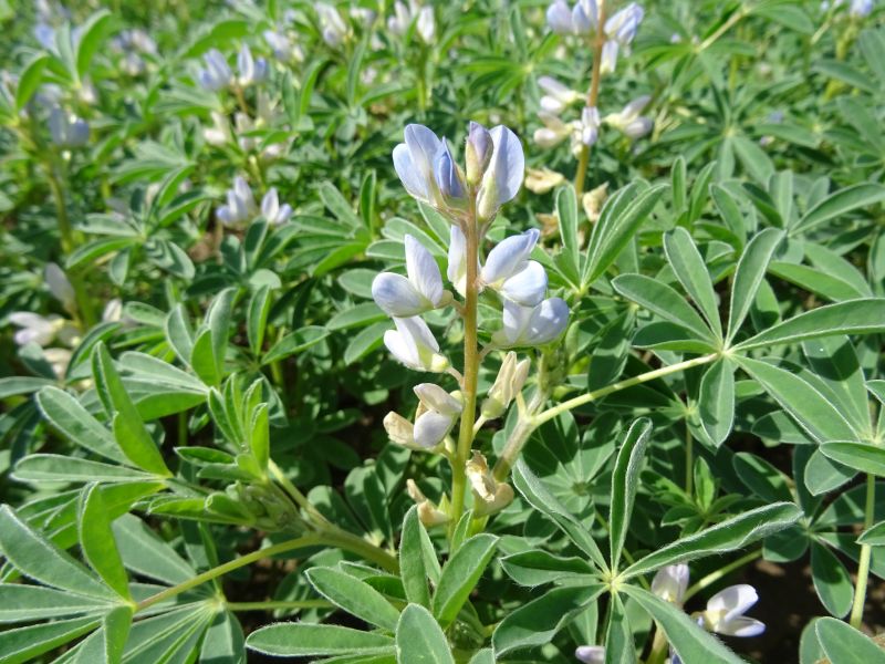 Lupinus Albus Flower seeds for Planting - Long Bloom Season, Heirloom & GMO Free Seeds for Home Garden