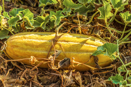 Banana melon seeds Cucumis melo heirloom sweet melon variety