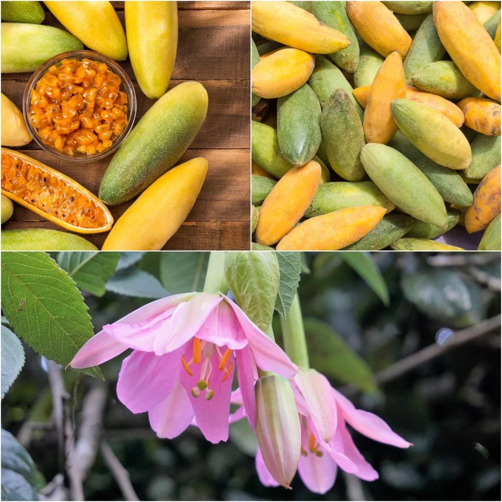 Banana Passion Fruit Seeds for Planting - Premium Garden Seeds