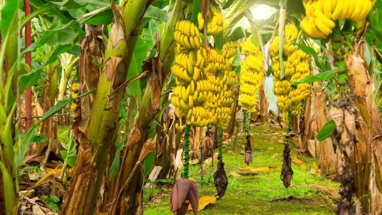 Banana plant with developing fruit