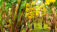 Banana plant with developing fruit