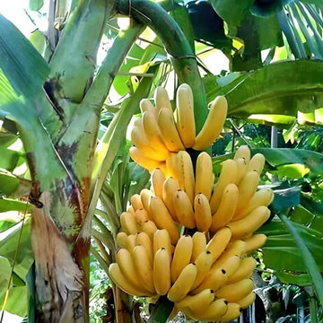 Close-up of banana plant leaves