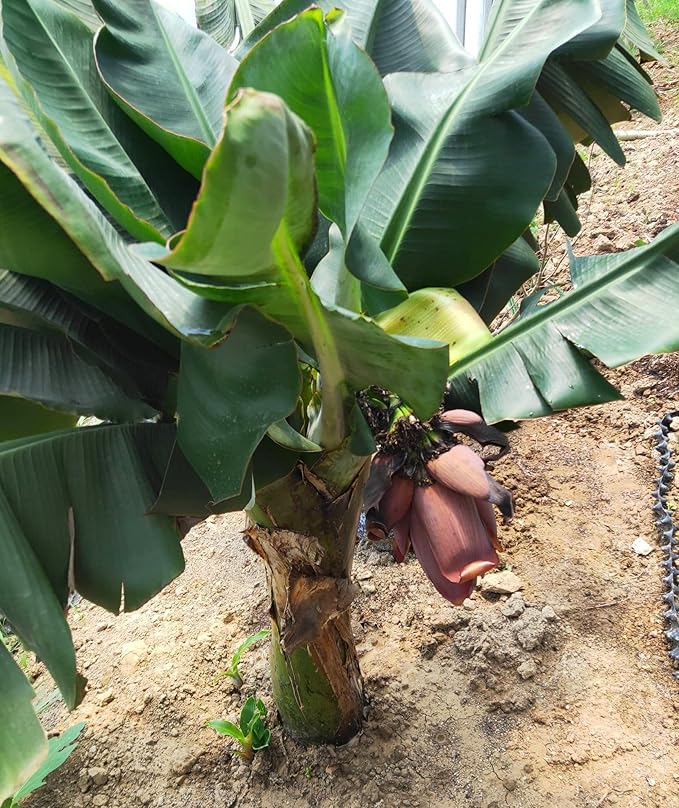Banana seed germination stages in warm soil