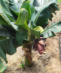 Banana seed germination stages in warm soil