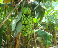 Banana seedling growing in pot indoors
