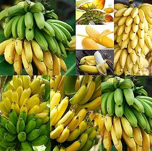 100 Pcs