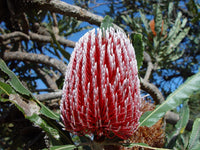 Banksia Flower seeds for Planting Colorful Display Heirloom & GMO Free Seeds for Home Garden