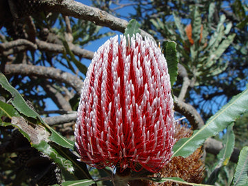 Banksia Flower seeds for Planting Colorful Display Heirloom & GMO Free Seeds for Home Garden