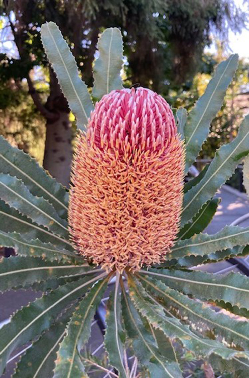 Banksia Flower seeds for Planting Colorful Display Heirloom & GMO Free Seeds for Home Garden
