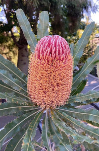 Banksia Flower seeds for Planting Colorful Display Heirloom & GMO Free Seeds for Home Garden