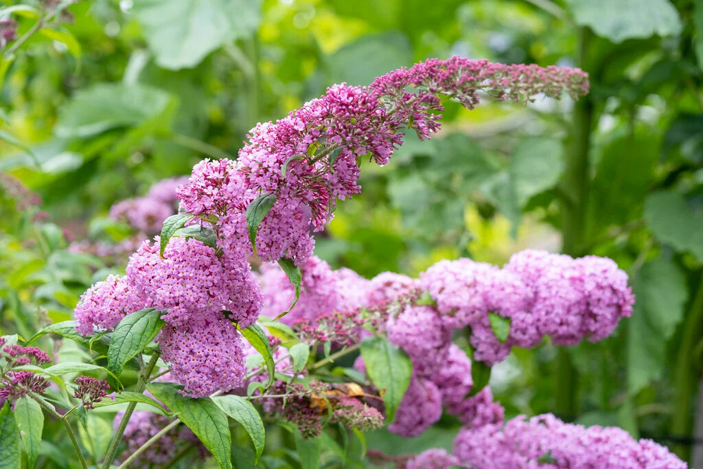 Pink Buddleia Davidii Flower seeds for Planting - Colorful Display, Heirloom & GMO Free Seeds for Home Garden