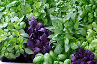 Basil Seed Mix  Perfect for Planting