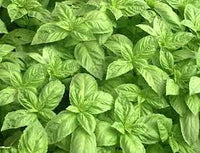 Basil seeds for planting in home herb gardens