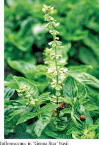 White Flowers on Sweet Basil Ocimum basilicum Plant