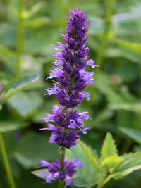 Ocimum Flower seeds for Planting, Fragrant Blossoms Heirloom & GMO Free Seeds for Home Garden