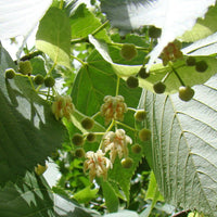 American Basswood Tree Seeds for Planting - Long Bloom Season, Heirloom & GMO Free Seeds for Home Garden