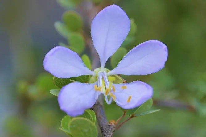 Bauhinia Tree with blue blossoms