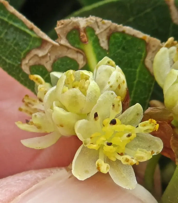 Laurus Nobilis Flower seeds for Planting - Sun Loving, Heirloom & GMO Free Seeds for Home Garden