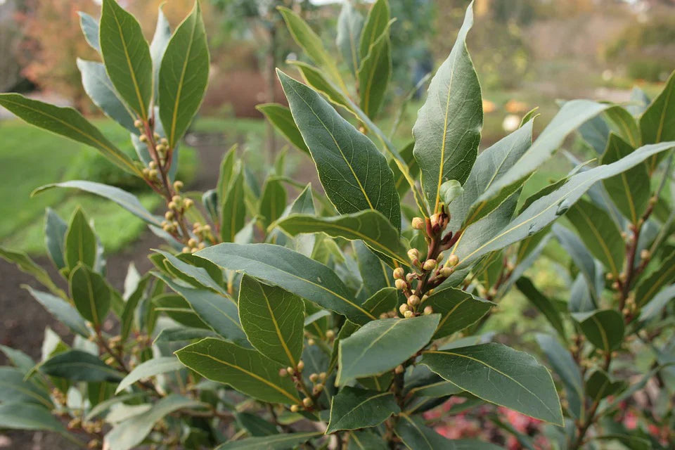 Healthy Bay Laurel Seedlings Growing Indoors