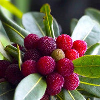 Mature Bayberry shrubs growing as natural hedges