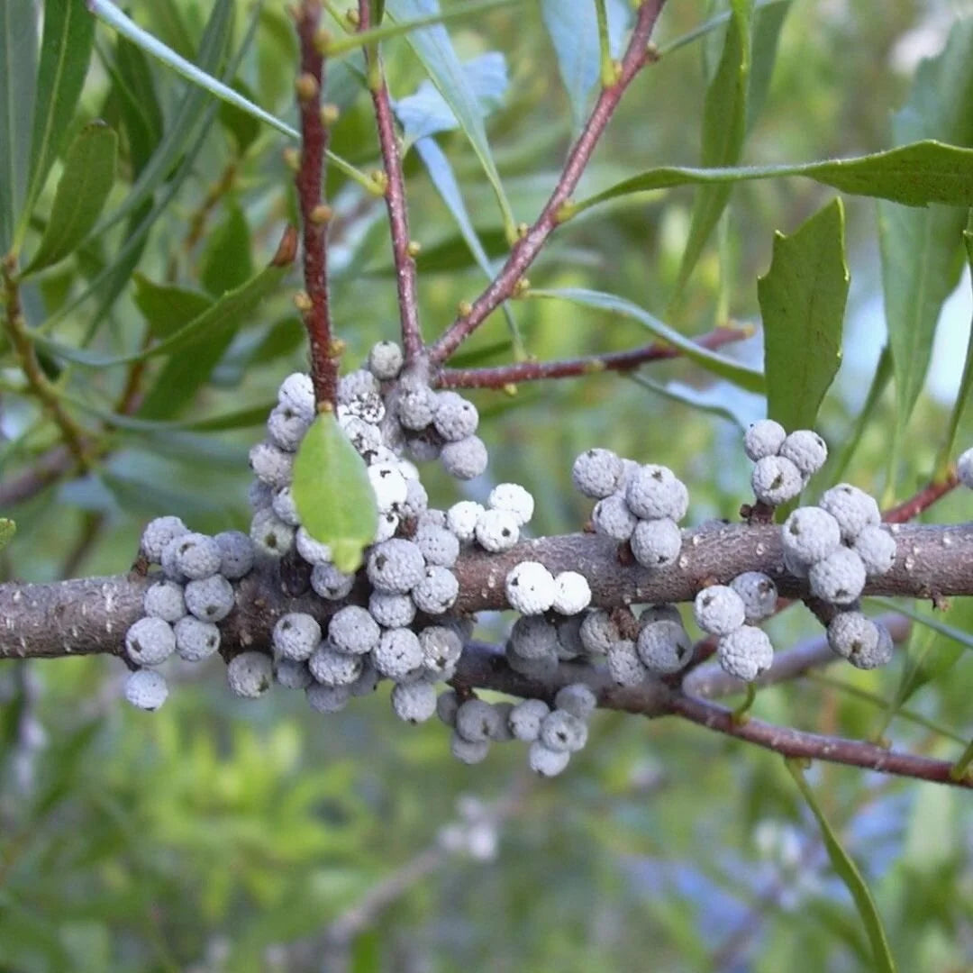 Green Myrtle Myrica Cerifera Seeds for Planting  Grow Beautiful Landscapes