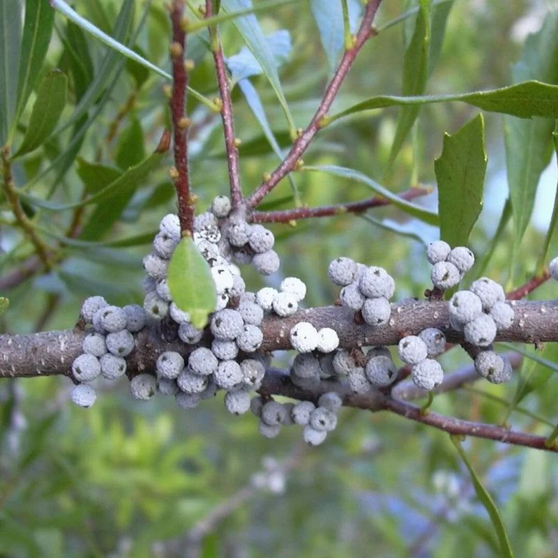 Green Myrtle Myrica Cerifera Seeds for Planting  Grow Beautiful Landscapes
