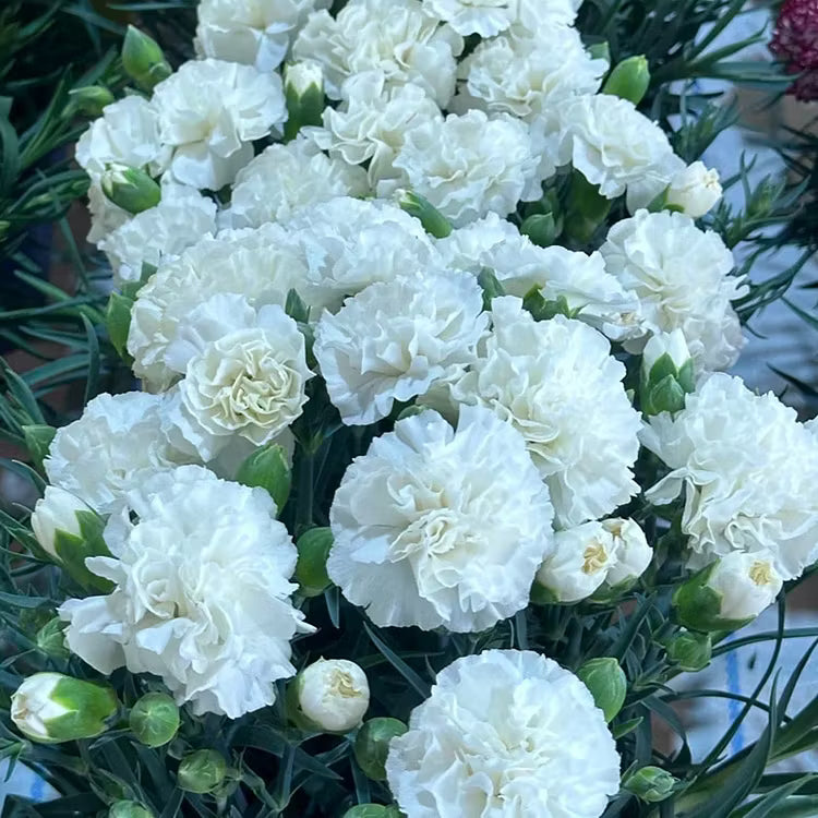 White Carnations Flower seeds for Planting Perfect for Borders Heirloom & GMO Free Seeds for Home Garden