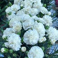 White Carnations Flower seeds for Planting Perfect for Borders Heirloom & GMO Free Seeds for Home Garden