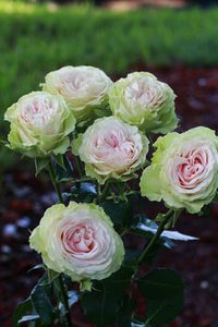 Pink Green Rose Flower Seeds for Planting Hardy Variety Heirloom & GMO Free Seeds for Home Garden
 
 Sale