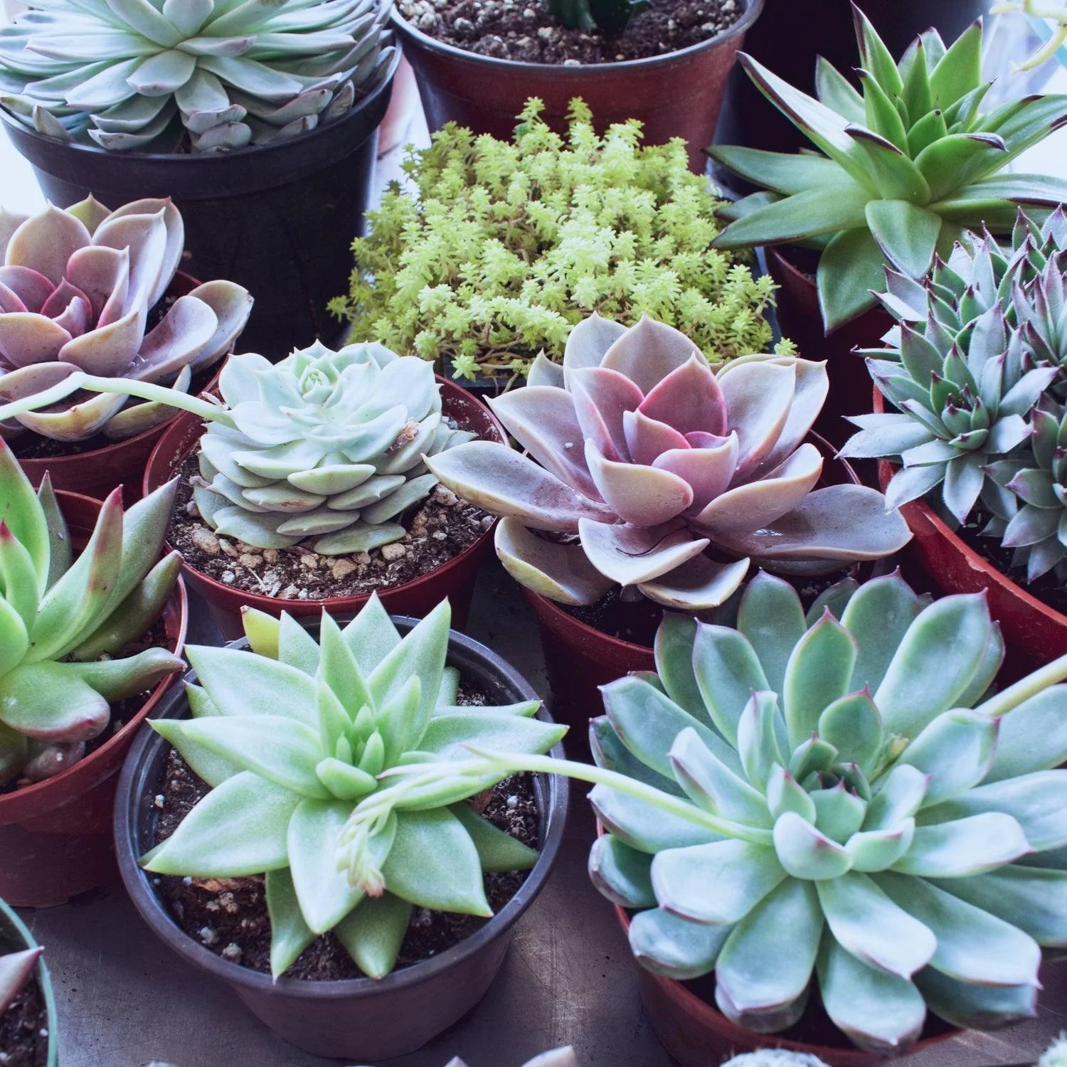 Succulent Flower seeds for Planting Shade Tolerant Heirloom & GMO Free Seeds for Home Garden