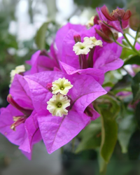 Bougainvillea Flower Seeds - Pink & White for Vibrant Planting