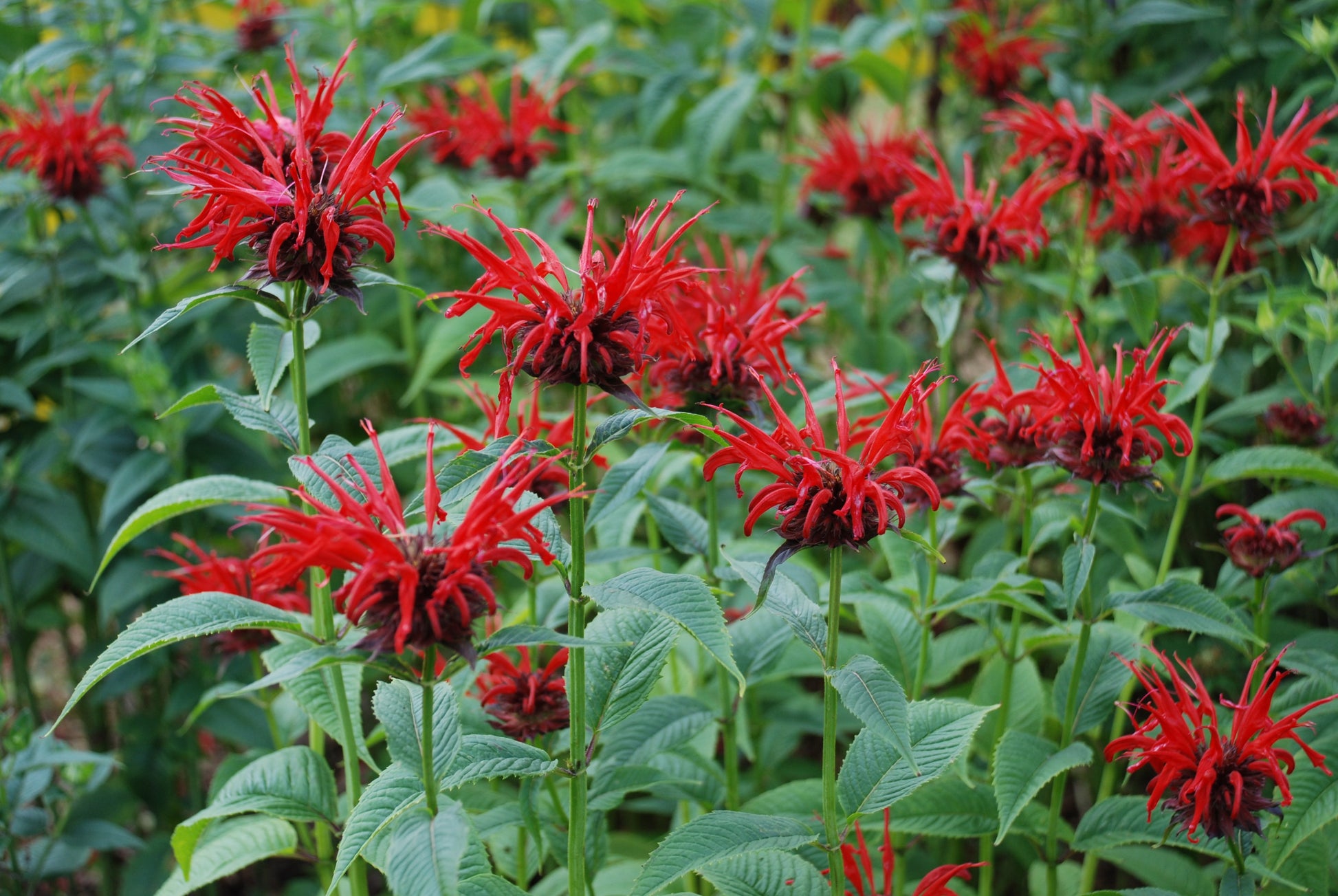 Monarda Flower seeds for Planting - Compact Growth, Heirloom & GMO Free Seeds for Home Garden