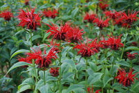 Monarda Flower seeds for Planting - Compact Growth, Heirloom & GMO Free Seeds for Home Garden
