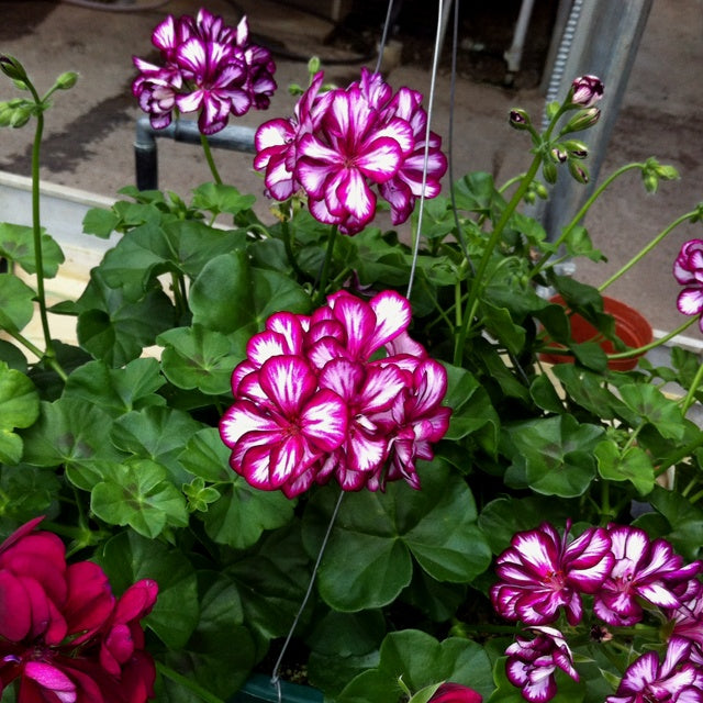 Maroon Red Pelargonium Peltatum Flower Seeds for Planting Premium Quality Heirloom & GMO Free Seeds for Home Garden
 
 Sale