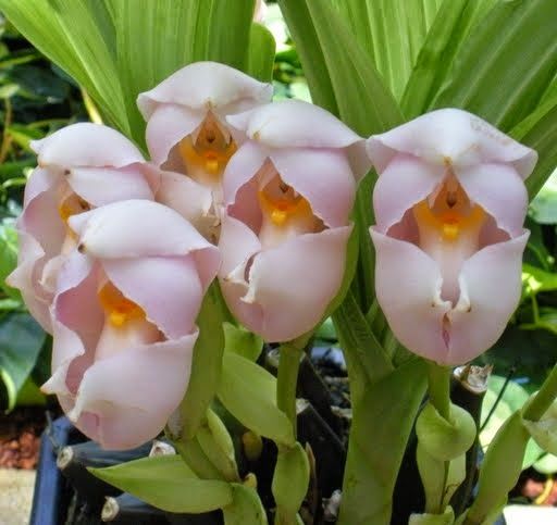 Cream Eggs Baby Orchid Flower seeds for Planting - Easy to Grow, Heirloom & GMO Free Seeds for Home Garden